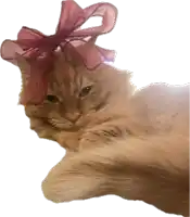 a cat with a pink bow on its head is laying down