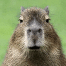 Com vocês, Clara, a capivara - iFunny Brazil