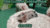 a pig is laying on a white pillow with a caption in russian that says snatu