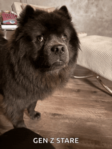 a black dog is standing on a wooden floor with the words gen z stare above it