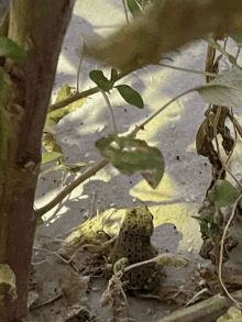 Frog Weeds GIF