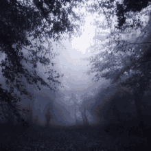 Dark Forest GIF