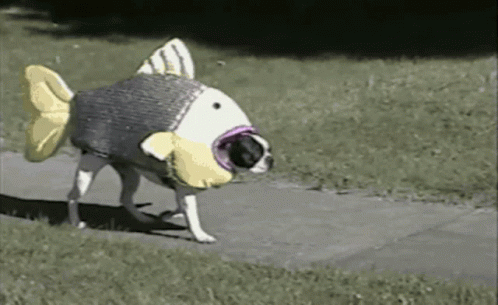 Walk Fish Dog GIF - Walk Fish Dog Fish Costume GIFs