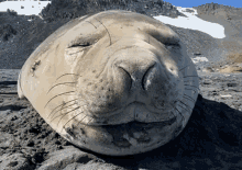Sneeze Sea GIF - Sneeze Sea Lion GIFs