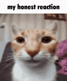 a close up of a cat with the words `` my honest reaction '' written above it .