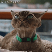 Disinterested Marc The Cat GIF - Disinterested Marc The Cat Wild Cards GIFs
