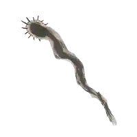 a black and white drawing of a worm with spikes on it