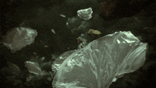 a large white plastic bag is floating in the dark water