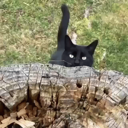 gatos-negros-black-cat.gif