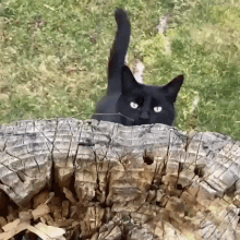 Gatos Negros Black Cat GIF - Gatos Negros Black Cat Cute GIFs