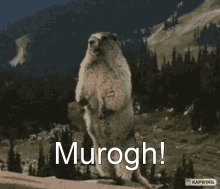 Murogh GIF - Murogh GIFs