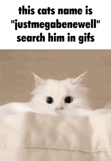 Justmegabenewell Cat GIF - Justmegabenewell Cat This Cats Name GIFs
