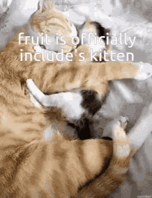 Fruit Is Include Kitten Kitten Of Include GIF