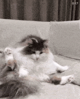 a cat is laying on its back on a couch with the time of :17