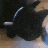 Cats Eating GIF - Cats Eating GIFs