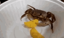Crab Chips GIF
