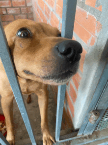 a close up of a dog 's face behind bars