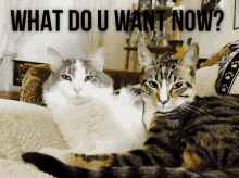 What Do You Want Now Cats GIF - What Do You Want Now What Do You Want Cats GIFs