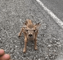 Baby Deer GIF - Baby Deer GIFs