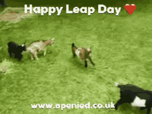 Leap Day Leap Year GIF - Leap Day Leap Year Openied GIFs