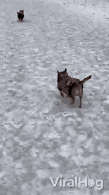 Dog Viralhog GIF - Dog Viralhog Pet GIFs