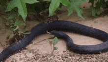 Black Snake GIF - Black Snake Long GIFs