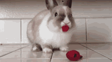 Bunny Eating Raspberries... Hilariously Cute GIF