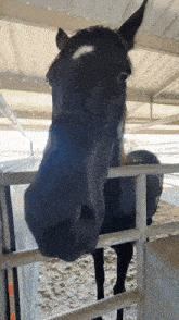 a black horse with a white spot on its forehead is behind a fence