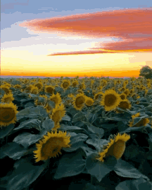 Animated Sunflower GIFs | Tenor