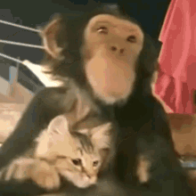 Monkey Cat GIF