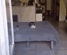 When Youve Had Too Much Catnip Funny Animals GIF - When Youve Had Too Much Catnip Funny Animals GIFs
