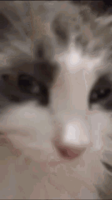 a close up of a gray and white cat 's face .