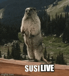 Susilive GIF - Susilive Susi Live GIFs