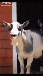 a goat with its tongue hanging out is standing in front of a red building .