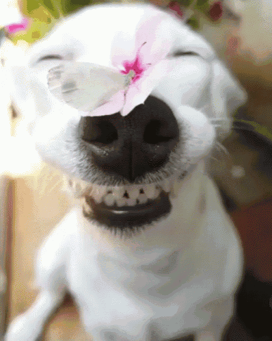 Happy Pup GIF - Cute Dogs Smiling Dogs - Discover & Share GIFs