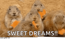 a group of ground squirrels eating carrots with the words sweet dreams written below them .