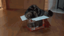 Comfiest Of All The Boxes GIF - Comfy Box Cat GIFs