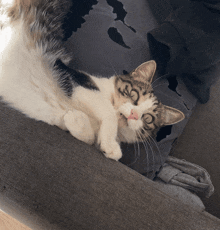 Saeryn Cat GIF - Saeryn Cat Cat Meme GIFs
