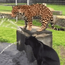 jaguar water water fountain playing jaguars