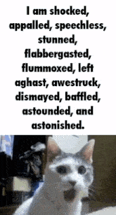 Shocked Cat Flabbergasted GIF