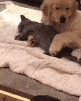 a dog and a cat are laying on a blanket on a table .