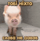 a picture of a pig with a caption that says " tobi nixto "