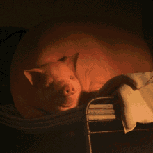 Animal Bed GIF - Animal Bed Chill GIFs