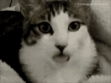 Lick GIF - Cat Tongue Out Lick GIFs