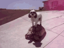 Dog On Top Of A Turtle GIF