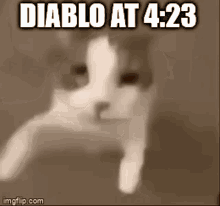 Diablo Lyle GIF - Diablo Lyle Kitten GIFs