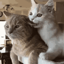 Weird Crazy GIF - Weird Crazy Cat GIFs