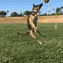 Flying Dog GIF - Flying Dog Fetch GIFs