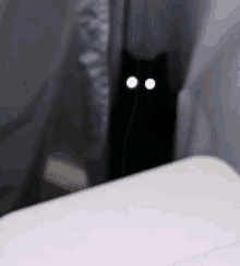 Ohh Oh No GIF - Ohh Oh No Cat GIFs