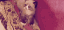 Cat Scary GIF